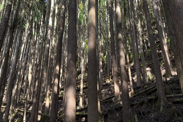 The Journey: A Pilgrimage Through The Ancient Kumano Kodo