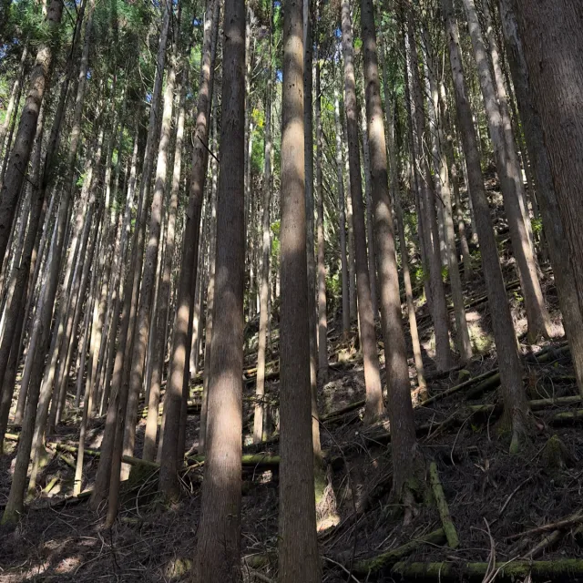 The Journey: A Pilgrimage Through The Ancient Kumano Kodo